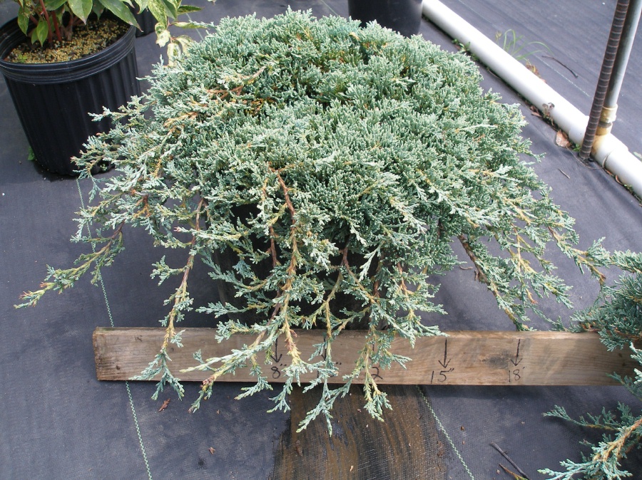 Можжевельник горизонтальный Айси Блю